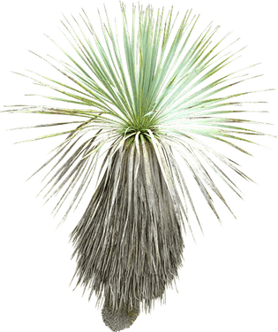 Ornamental Grass Plan PNG