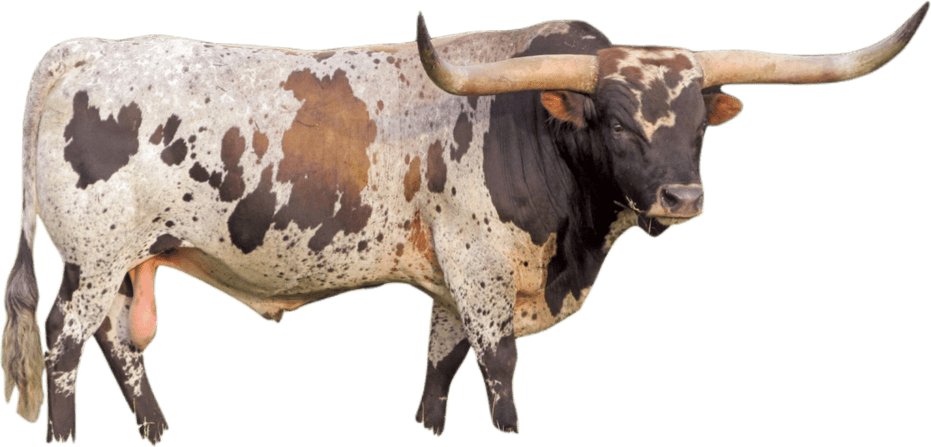 Longhorn PNG