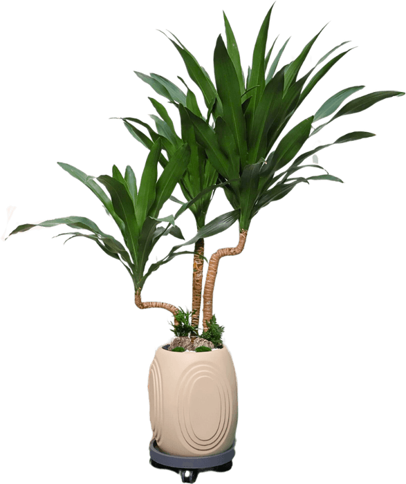 Prosperity Fortune Tree PNG