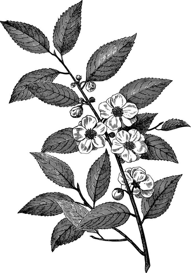Stalk PNG