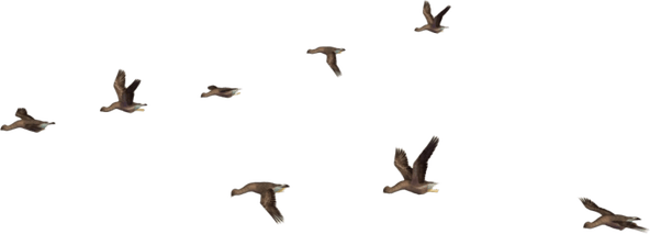Flock Of Birds PNG