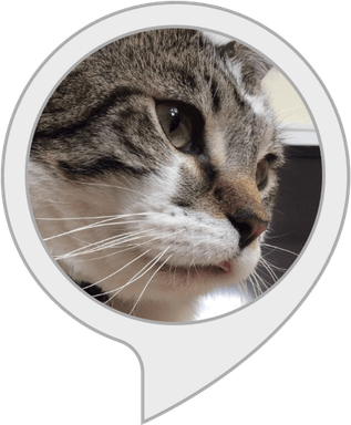 Random Cat PNG