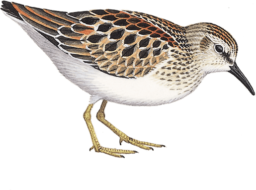 Sandpiper PNG