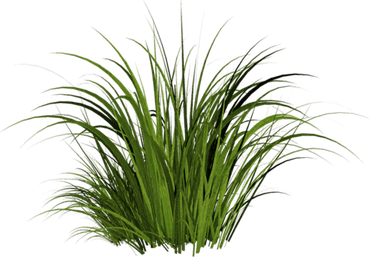Tall Grass PNG