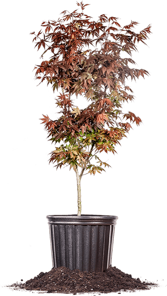 Sugar Maple Tree PNG
