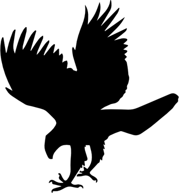 Hawk Bird PNG