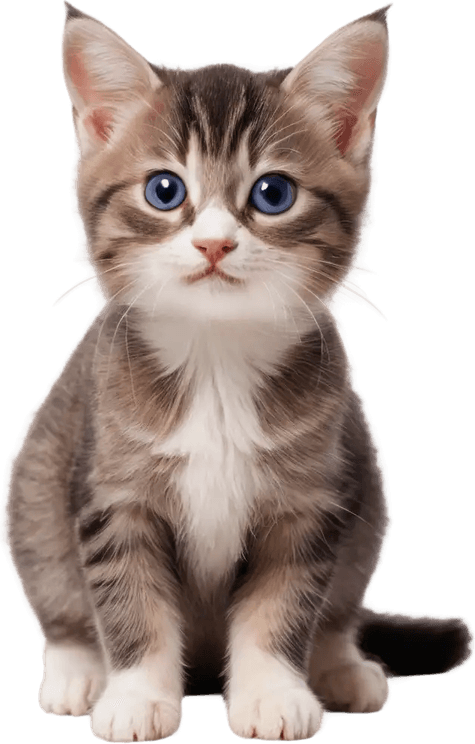 Small Cat PNG