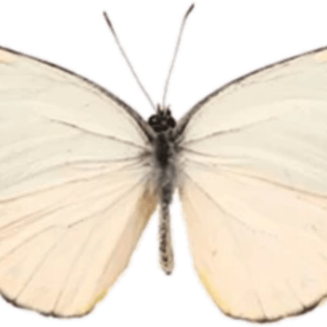 Beige Aesthetic Theme PNG
