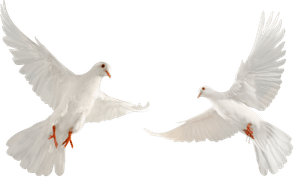 Funeral Dove PNG