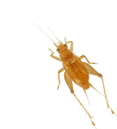 Cricket Insect PNG