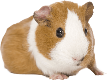 Guinea Pigs PNG