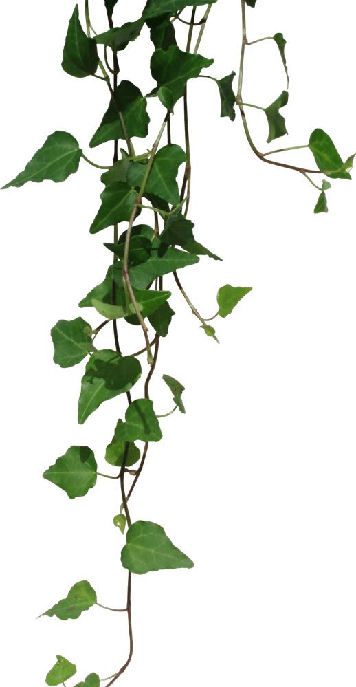 Green Vines PNG