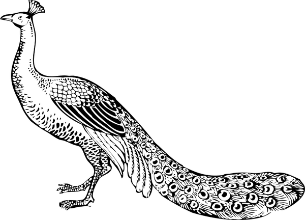 Peacock PNG