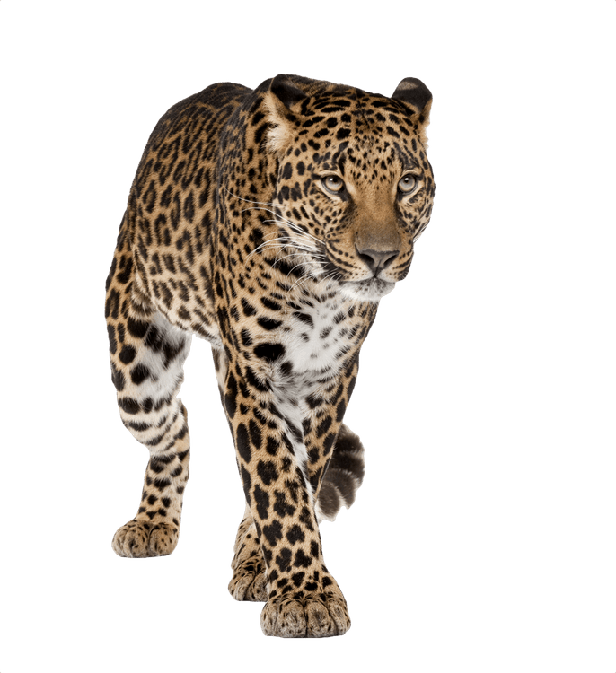 Leopards PNG