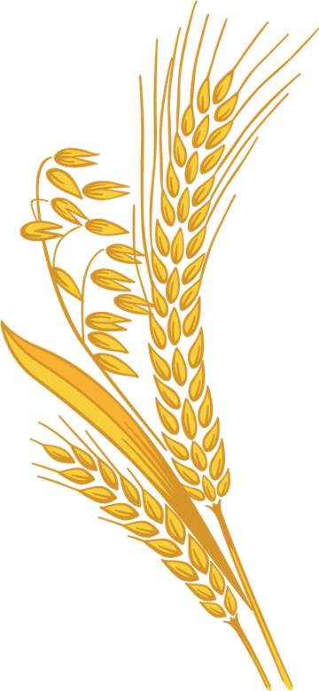 Grain PNG