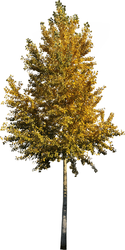 Aspen Tree PNG