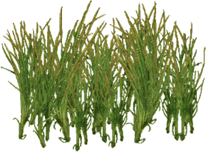 Meadow Grass PNG
