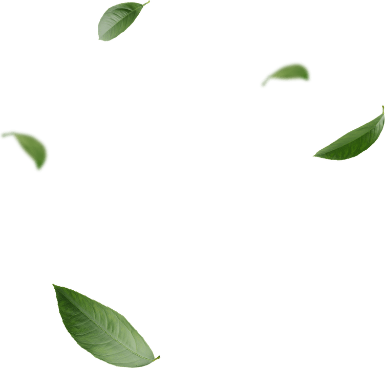 Aesthetic Leaf PNG