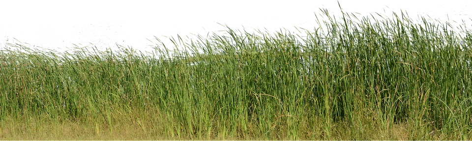 Buffalo Grass PNG