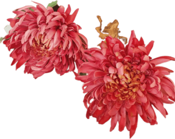Coral Flower PNG