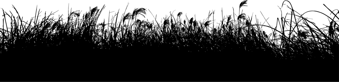 Meadow PNG