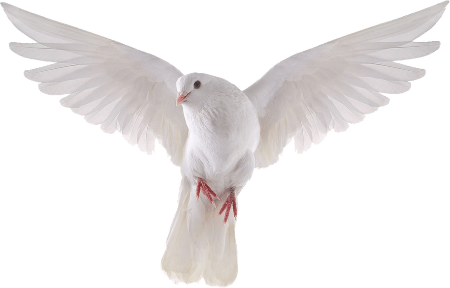 Dove Bird PNG