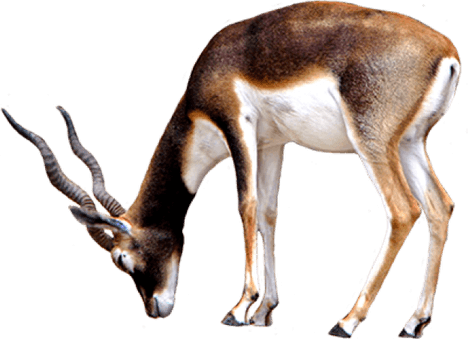 Pronghorn PNG