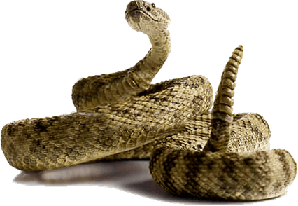Rattlesnake PNG