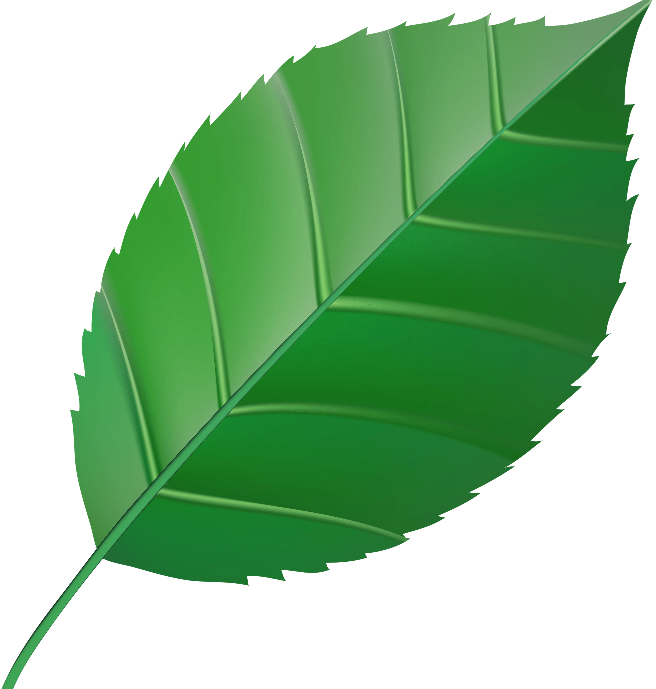 Green Leaves PNG
