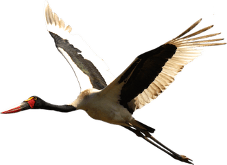 Stork PNG