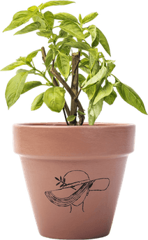 Basil Leaf PNG