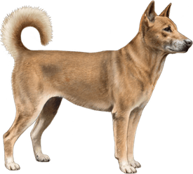 Singing Dog PNG