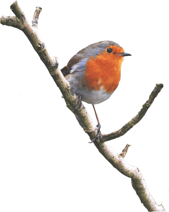 Robin Bird PNG