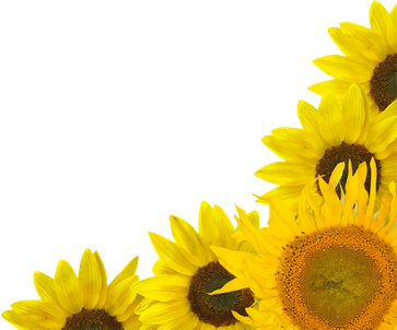 Sunflower Border PNG
