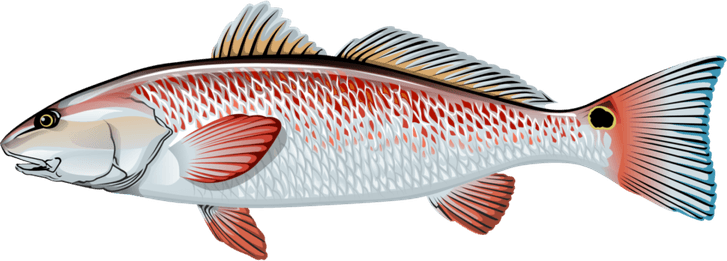 Red Drum Fish PNG