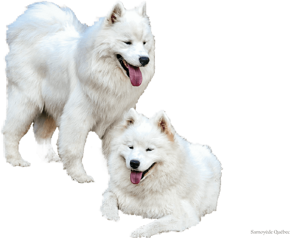 Samoyed Dog PNG