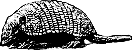 Armadillo PNG