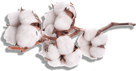 Organic Cotton PNG