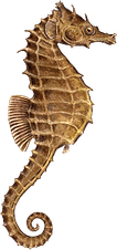 Seahorse PNG