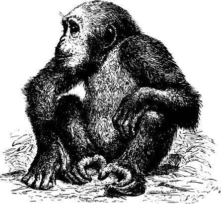 Chimpanzee PNG