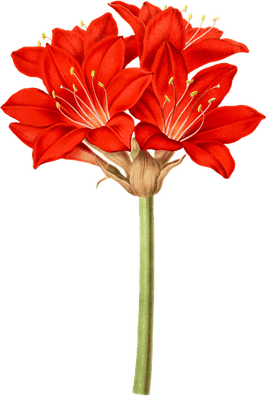 Amaryllis Flower PNG