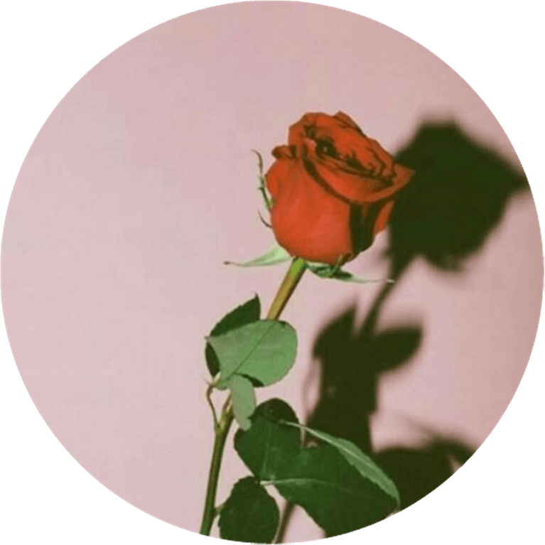 Rose Aesthetic Theme PNG
