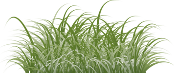 Jungle Grass PNG