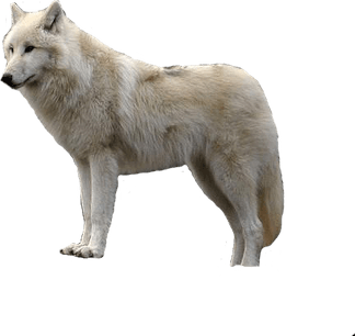 Wolf PNG