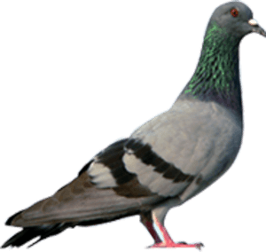 Pigeon PNG