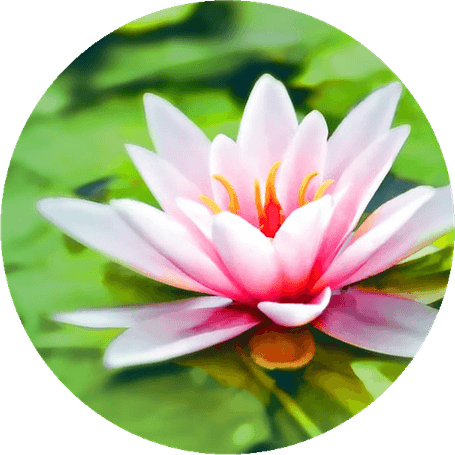 Birth Month Flower PNG