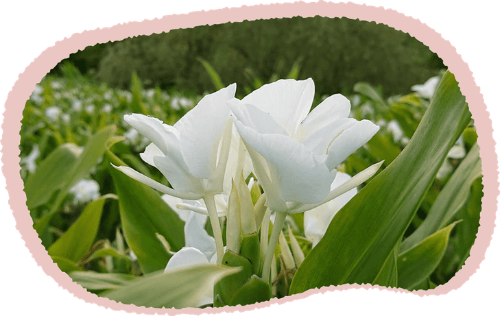 Ginger Flower PNG