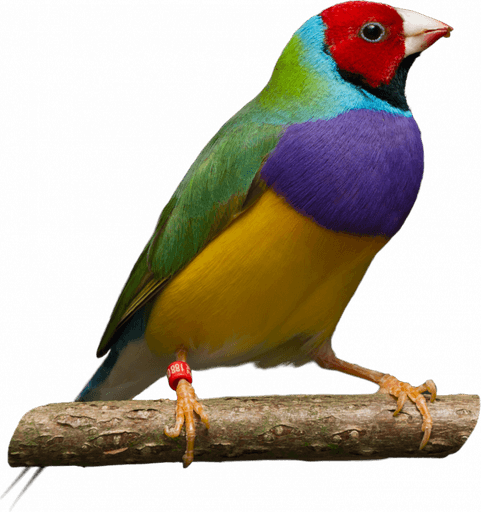 Finches PNG