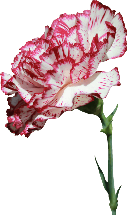 Carnation PNG