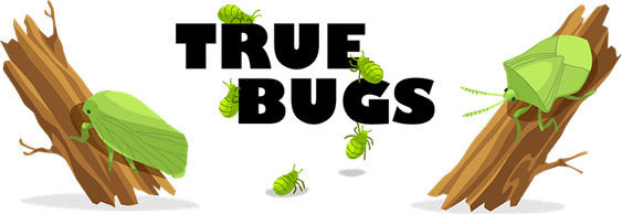 True Bug PNG